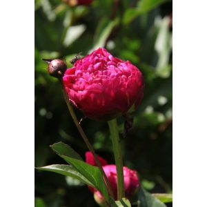 Paeonia lactiflora Felix Crousse - Lágyszárú bazsarózsa