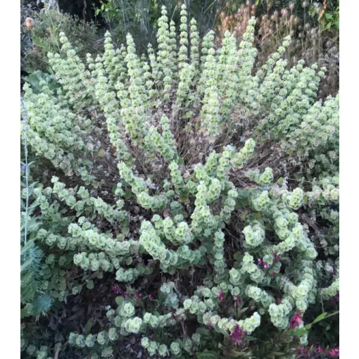 Pseudodictamnus mediterraneus - Görög peszterce