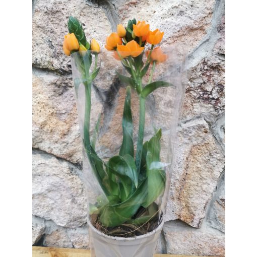 Madártej - Ornithogalum dubium