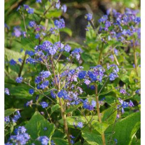 Brunnera macrophylla Blue Ocean - Kaukázusi nefelejcs