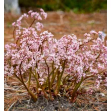 Oredenia 'Fusion of Fire