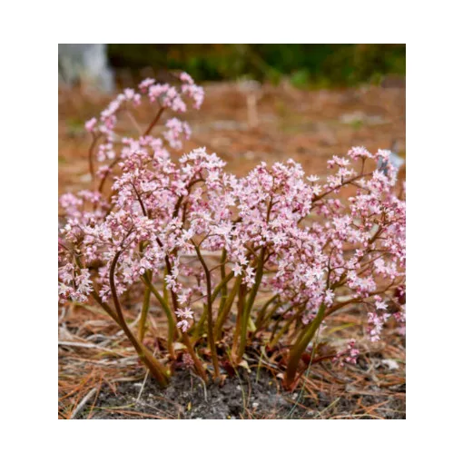 Oredenia 'Fusion of Fire