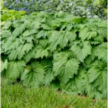 Oredenia 'Fusion of Fire