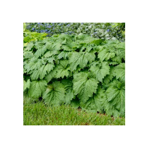 Oredenia 'Fusion of Fire