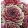 Sempervivum BIGSAM Pink Pomelo - Kövriózsa