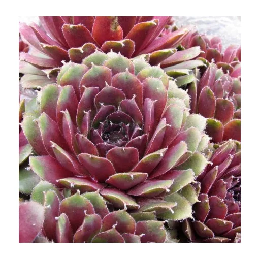Sempervivum BIGSAM Pink Pomelo - Kövriózsa