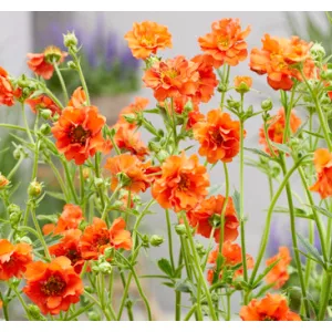 Geum Miss Clementine - Gyömbérgyökér