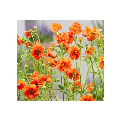 Geum Miss Clementine - Gyömbérgyökér