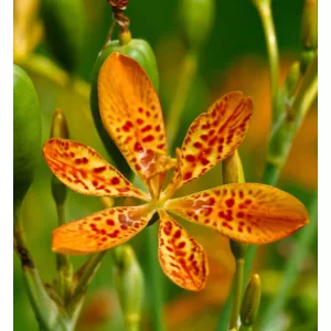 Iris domestica - Párducliliom