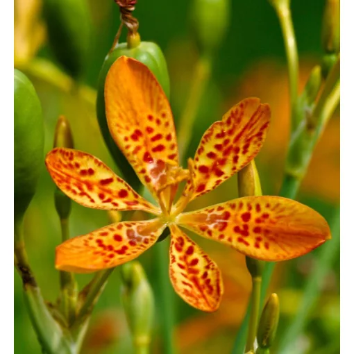 Iris domestica - Párducliliom