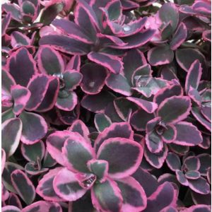 Sedum Sunsparkler Dream Dazzler - Varjúháj