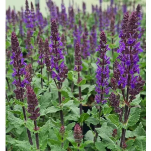 Salvia nemorosa Midnight Purple - Ligeti zsálya