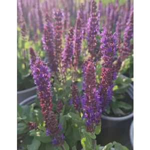 Salvia nemorosa Midnight Purple - Ligeti zsálya