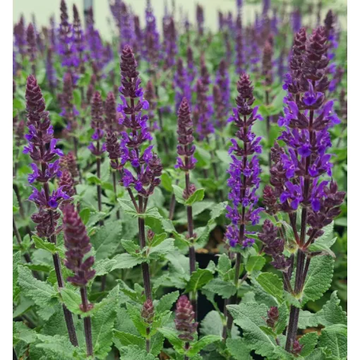 Salvia nemorosa Midnight Purple - Ligeti zsálya