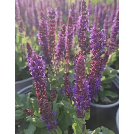 Salvia nemorosa Midnight Purple - Ligeti zsálya