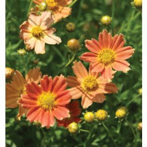 Coreopsis verticillata Creme Carame - Menyecskeszem