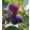 Ficus carica Viola - Füge