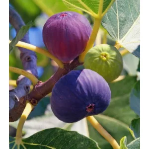 Ficus carica Viola - Füge