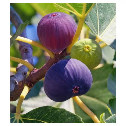 Ficus carica Viola - Füge