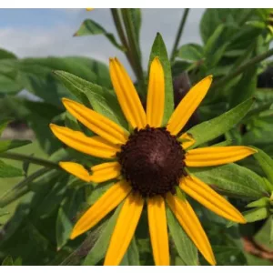 Rudbeckia fulgida Sun Ka Ching - Kúpvirág