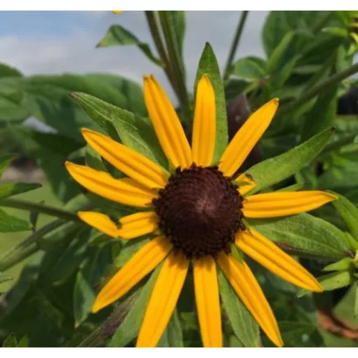 Rudbeckia fulgida Sun Ka Ching - Kúpvirág