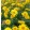 Heliopsis helianthoides var. scabra Mars - Napszemvirág