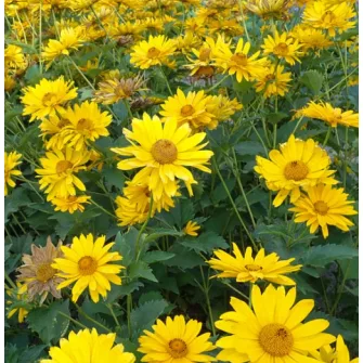 Napszemvirág (Heliopsis)