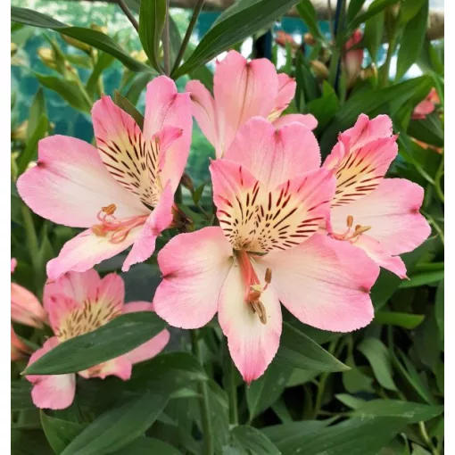 Alstroemeria Summer Break - Inkaliliom
