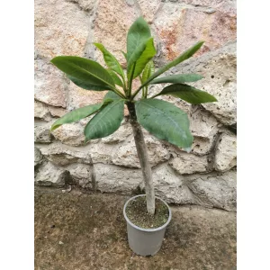 Plumeria Hawaiian Ruby