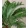 Cycas revoluta - Cikász (10+ levél)