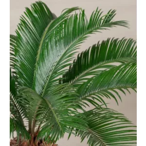 Cycas revoluta - Cikász (10+ levél)