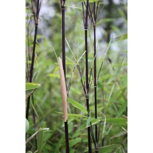 Fargesia nitida Black Pearl - Fekete szárú bambusz