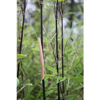 Bambusz (Fargesia)
