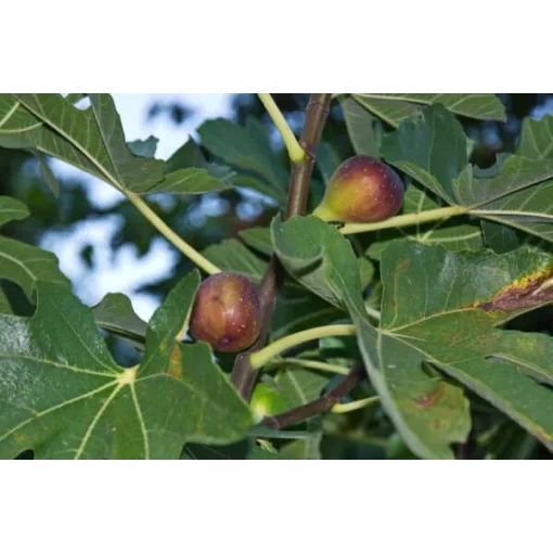 Ficus carica Gustissimo Perretta - Füge