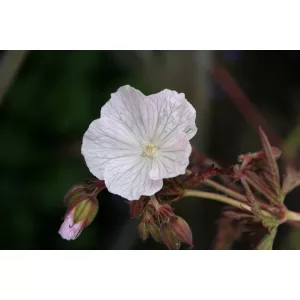 Geranium Milou - Gólyaorr