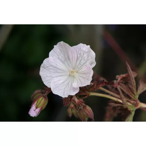 Geranium Milou - Gólyaorr