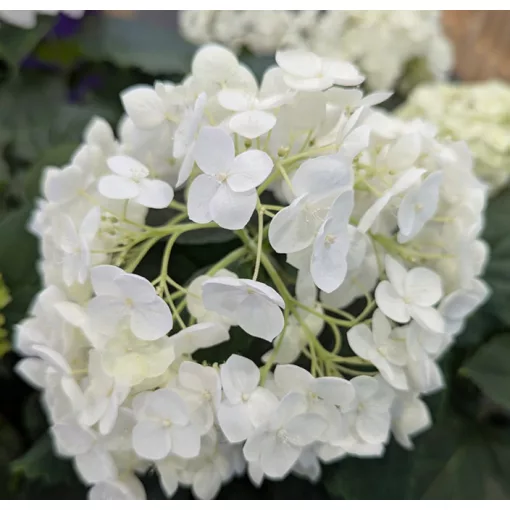 Hydrangea arborescens FlowerWow - Cserjés hortenzia
