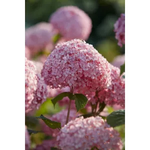 Hydrangea arborescens Sweet Annabelle - Cserjés hortenzia
