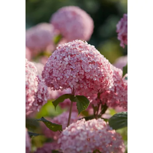 Hydrangea arborescens Sweet Annabelle - Cserjés hortenzia