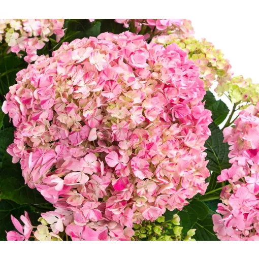 Hydrangea macrophylla Sweet Campino Pink Elite - Kerti hortenzia