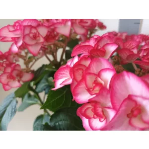 Hydrangea macrophylla Yulika - Kerti hortenzia