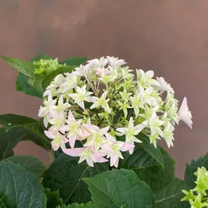 Hydrangea macrophylla Sweet Campino - Kerti hortenzia