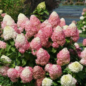 Hydrangea paniculata Quick Fire Fab - Bugás hortenzia
