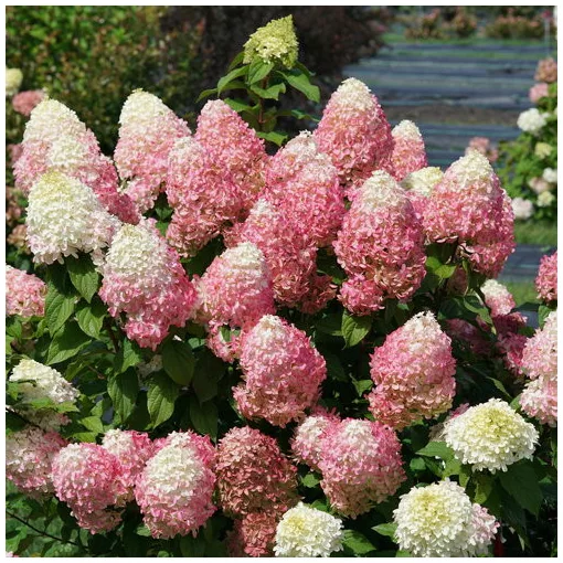 Hydrangea paniculata Quick Fire Fab - Bugás hortenzia