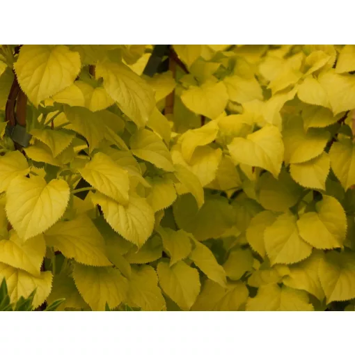 Hydrangea petiolaris Bright Side - Kúszó hortenzia