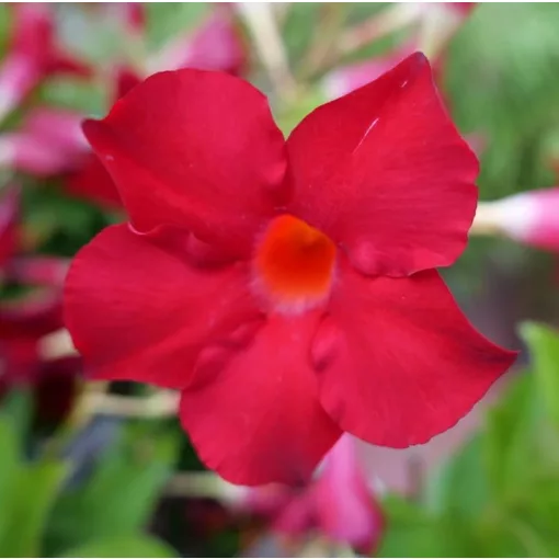 Mandevilla Rio Deep Red - Tölcsérjázmin