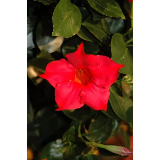 Mandevilla Rio Hot Pink - Tölcsérjázmin