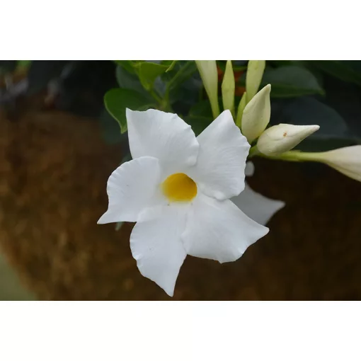Mandevilla Rio White - Tölcsérjázmin