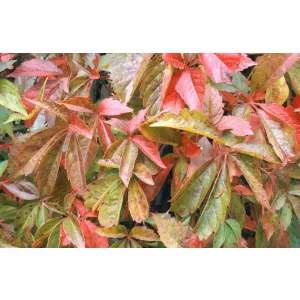 Parthenocissus quinquefolia - Tapadó vadszőlő