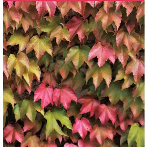 Parthenocissus tricuspidata Veitchii - Tapadó vadszőlő